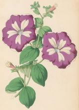 Load image into Gallery viewer, Andrews, James  Plate 170.  From &quot;The Floral Magazine&quot;
