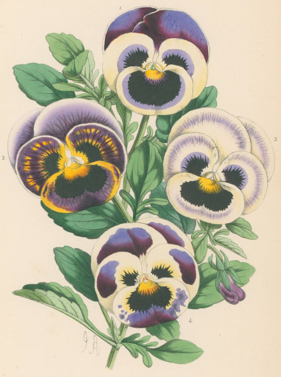 Andrews, James  [Pansies] Plate 173.  From 
