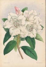 Load image into Gallery viewer, Andrews, James  Plate 206.  From &quot;The Floral Magazine&quot;
