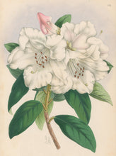 Load image into Gallery viewer, Andrews, James  Plate 206.  From &quot;The Floral Magazine&quot;
