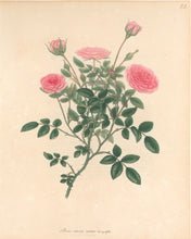 Load image into Gallery viewer, Andrews, H.C.  “Rosa, nana minor.”  Plate 22.
