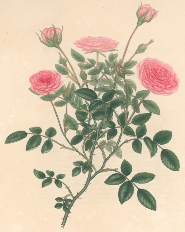 Andrews, H.C.  “Rosa, nana minor.”  Plate 22.