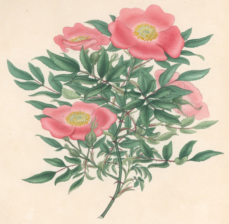 Andrews, H.C.  “Rosa, Carolina pimpinellifolia.” Plate 23.