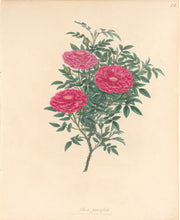 Load image into Gallery viewer, Andrews, H.C. “Rosa, parvifolia.”  Plate 25.
