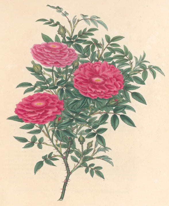 Andrews, H.C. “Rosa, parvifolia.”  Plate 25.