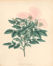 Load image into Gallery viewer, Andrews, H.C.  “Rosa bella donna.” Plate 32.
