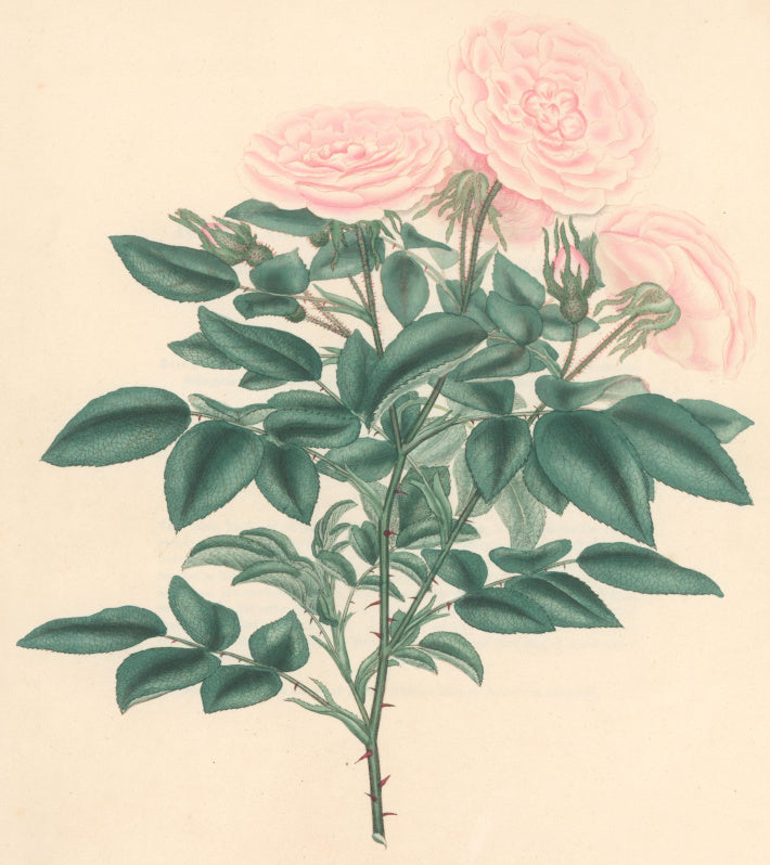 Andrews, H.C.  “Rosa bella donna.” Plate 32.