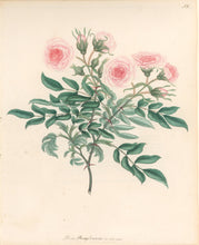 Load image into Gallery viewer, Andrews, H.C. “Rosa Pennsylvanica.” Plate 38.

