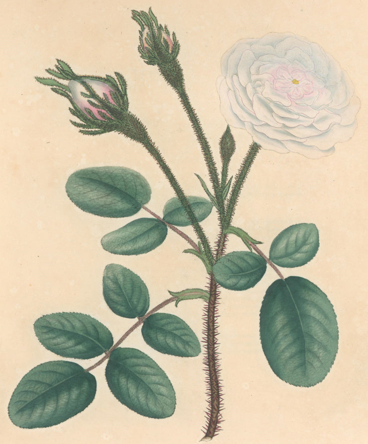 Andrews, H.C.  “Rosa, muscosa.”  Plate 3.