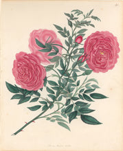 Load image into Gallery viewer, Andrews, H.C.  “Rosa, Indica rubra.” Plate 41.
