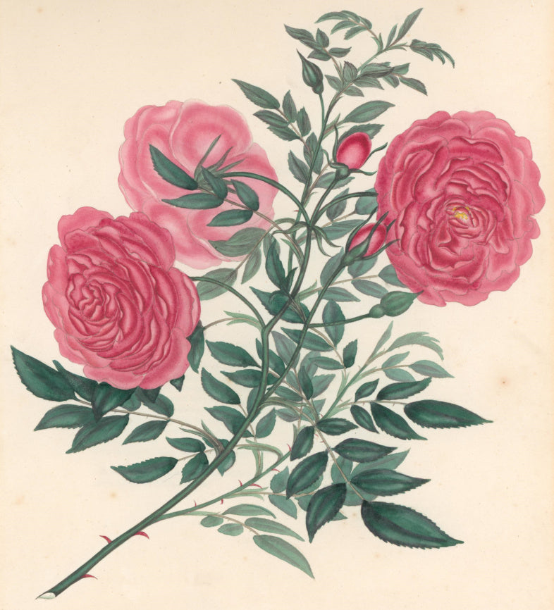 Andrews, H.C.  “Rosa, Indica rubra.” Plate 41.