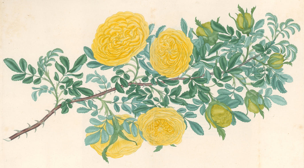 Andrews, H.C.  “Rosa, sulphurea.” Plate 49.