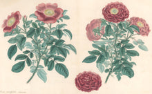 Load image into Gallery viewer, Andrews, H.C.  “Rosa, centifolia.” Plate 55.
