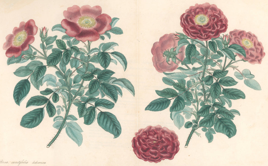 Andrews, H.C.  “Rosa, centifolia.” Plate 55.