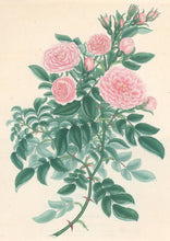 Load image into Gallery viewer, Andrews, H.C.  “Rosa, eleganteria.” Plate 57.

