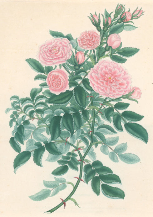 Andrews, H.C.  “Rosa, eleganteria.” Plate 57.