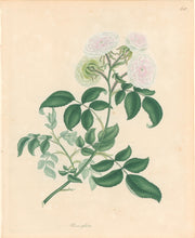 Load image into Gallery viewer, Andrews, H.C.  “Rosa glabra.” Plate 60.

