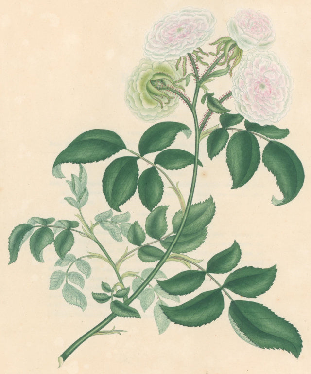 Andrews, H.C.  “Rosa glabra.” Plate 60.