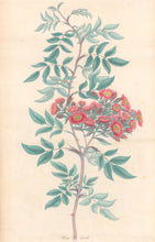 Load image into Gallery viewer, Andrews, H.C. “Rosa, lurida.”  Plate 61.
