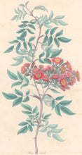 Load image into Gallery viewer, Andrews, H.C. “Rosa, lurida.”  Plate 61.
