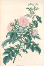 Load image into Gallery viewer, Andrews, H.C.  “Rosa, eglanteria.”
