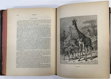 Load image into Gallery viewer, Wood, J.G.  &quot;Animate Creation; Popular Edition of &#39;Our Living World,&#39; A Natural History. Volume I.  Mammalia&quot;
