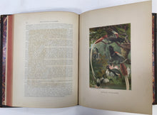 Load image into Gallery viewer, Wood, J.G.  &quot;Animate Creation; Popular Edition of &#39;Our Living World,&#39; A Natural History Volume II.  Birds&quot;
