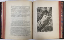Load image into Gallery viewer, Wood, J.G.  &quot;Animate Creation; Popular Edition of &#39;Our Living World,&#39; A Natural History Volume II.  Birds&quot;
