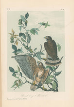 Load image into Gallery viewer, Audubon, John James  “Broad-winged Buzzard.” [Broad-winged Hawk] Pl. 10
