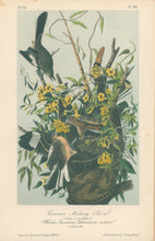 Load image into Gallery viewer, Audubon, John James  “Common Mocking Bird.”  Pl. 138
