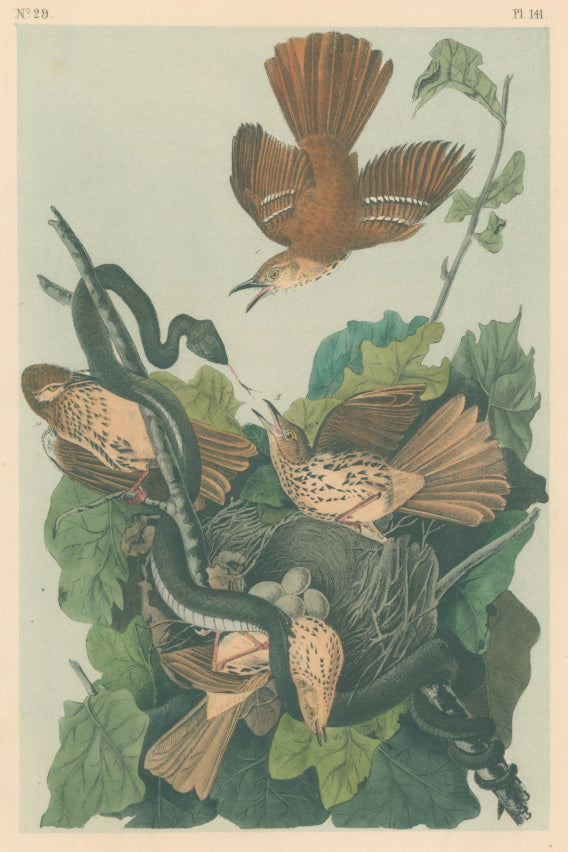 Audubon, John James  “Ferruginous Mocking Bird.”  Pl. 141