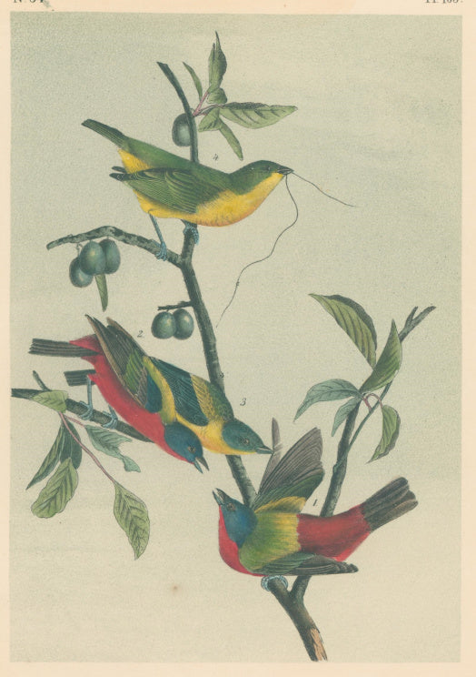Audubon, John James  “Painted Bunting.”  Pl. 169