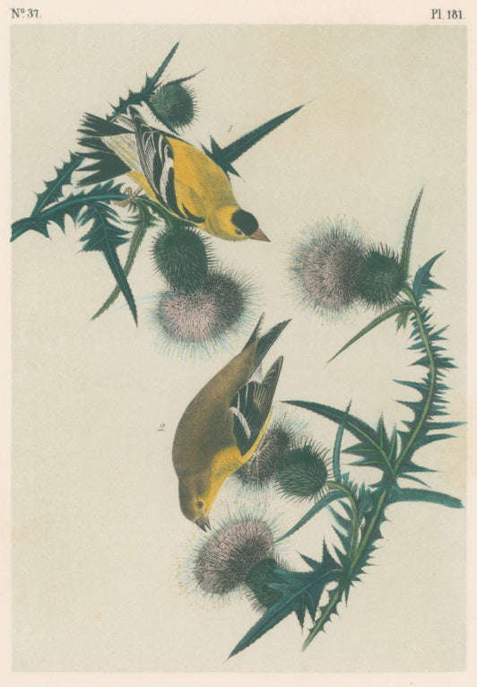Audubon, John James  “American Goldfinch.”  Pl. 181