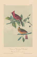 Load image into Gallery viewer, Audubon, John James  “Common Cardinal Grosbeak.”  Pl. 203
