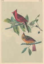 Load image into Gallery viewer, Audubon, John James  “Common Cardinal Grosbeak.”  Pl. 203
