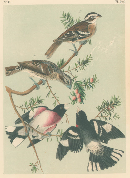 Audubon, John James  “Rose-breasted Long-Grosbeak.”  Pl. 205