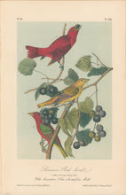 Load image into Gallery viewer, Audubon, John James  “Summer Red Bird.”  [Summer Tanager]  Pl. 208
