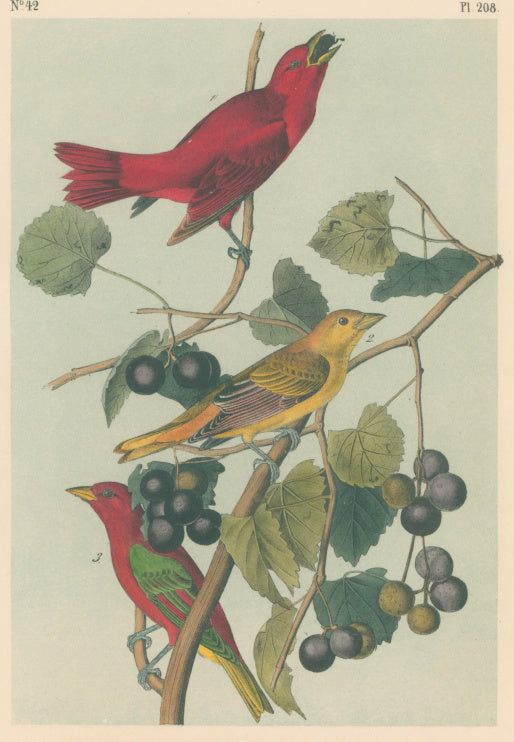 Audubon, John James  “Summer Red Bird.”  [Summer Tanager]  Pl. 208