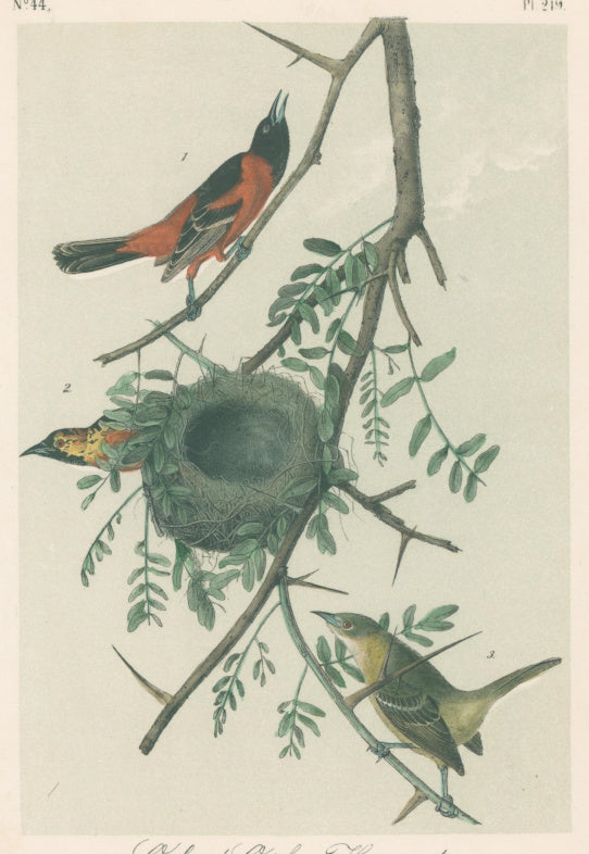 Audubon, John James  “Orchard Oriole.”  Pl. 219