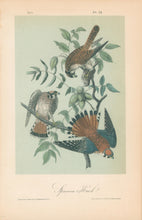 Load image into Gallery viewer, Audubon, John James  “Sparrow Hawk.”  Pl. 22
