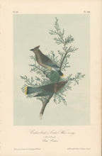 Load image into Gallery viewer, Audubon, John James  “Cedar Bird.”  [Cedar Waxwing] Pl. 246
