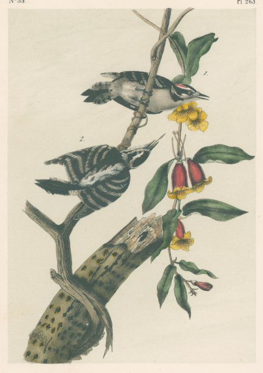 Audubon, John James  “Downy Woodpecker” Pl. 263
