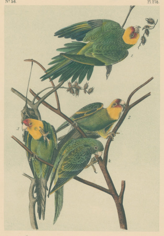 Audubon, John James  “Carolina Parrot” Pl. 278