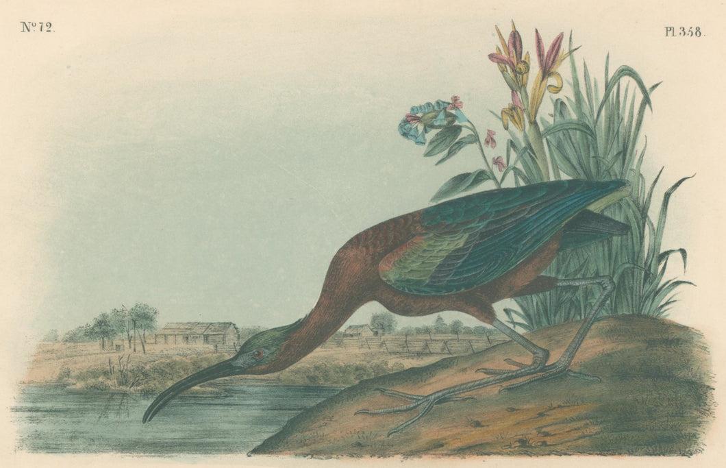 Audubon, John James  “Glossy Ibis” Pl. 358