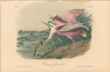 Load image into Gallery viewer, Audubon, John James  “Roseate Spoonbill” Pl. 362
