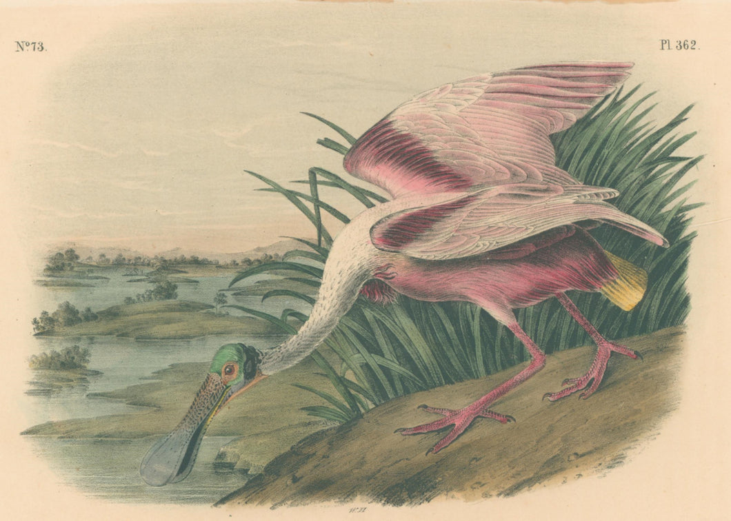 Audubon, John James  “Roseate Spoonbill” Pl. 362