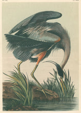 Load image into Gallery viewer, Audubon, John James  “Great Blue Heron” Pl. 369
