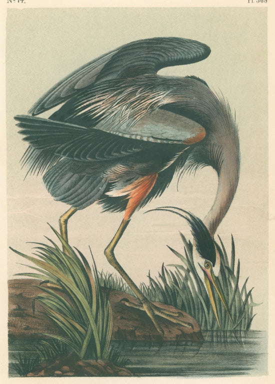 Audubon, John James  “Great Blue Heron” Pl. 369