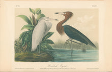 Load image into Gallery viewer, Audubon, John James  “Reddish Egret” Pl. 371
