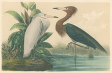 Load image into Gallery viewer, Audubon, John James  “Reddish Egret” Pl. 371
